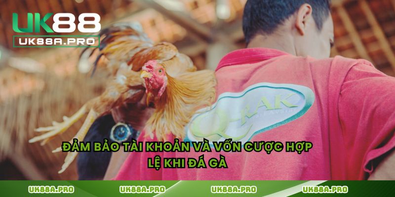 Đảm bảo tài khoản và vốn cược hợp lệ khi đá gà